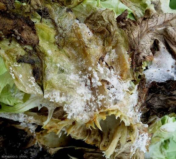 Podredumbre blanca en Lechuga: Cómo se reconoce y se trata eficazmente