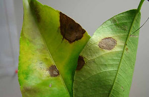 How to recognize and combat brown spot on citrus fruits