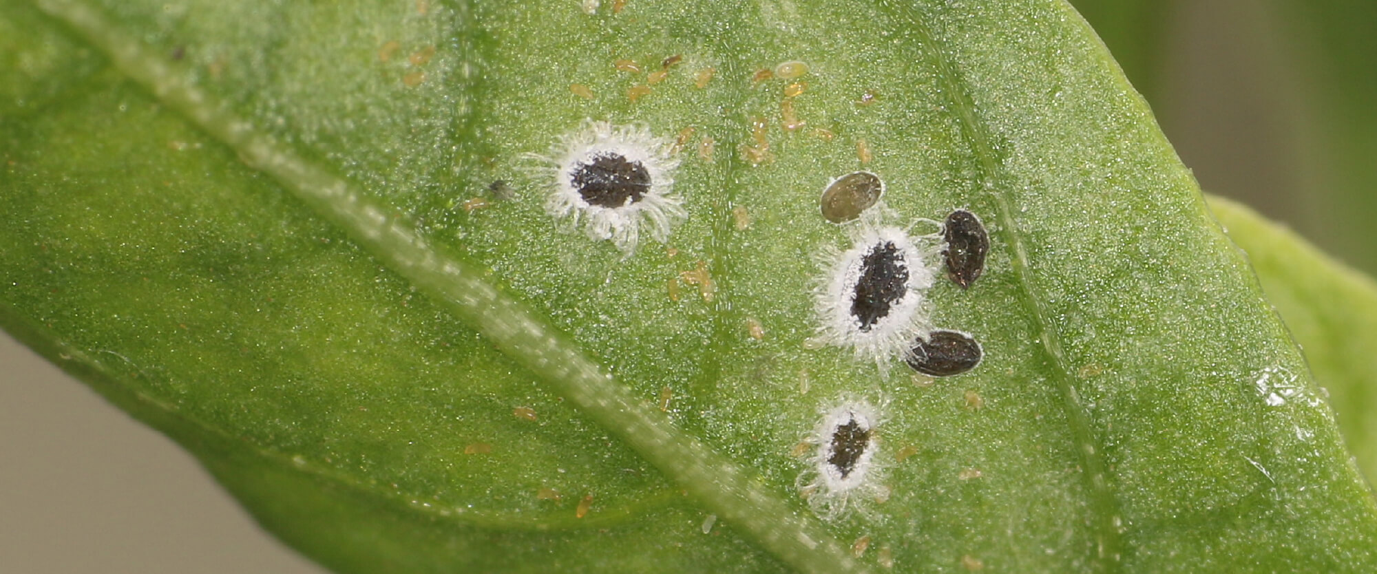 Como reconhecer e combater a mosca-branca em mirtilos