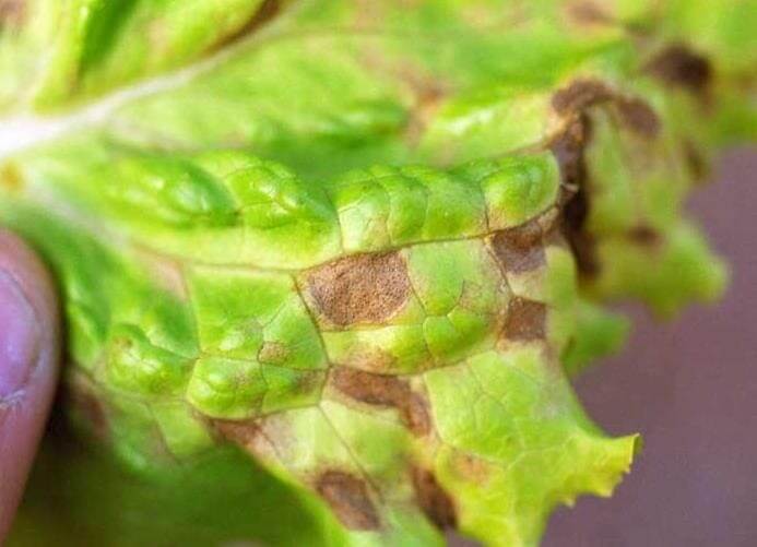 Como reconhecer e combater a septoria na alface
