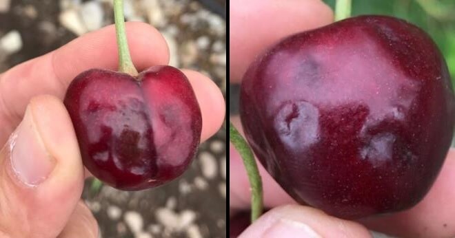 Necrotic ring spot of Prunus: Symptoms and damage in cherry trees