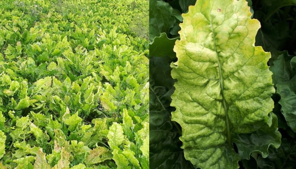 How to recognize and combat rhizomania in table beets