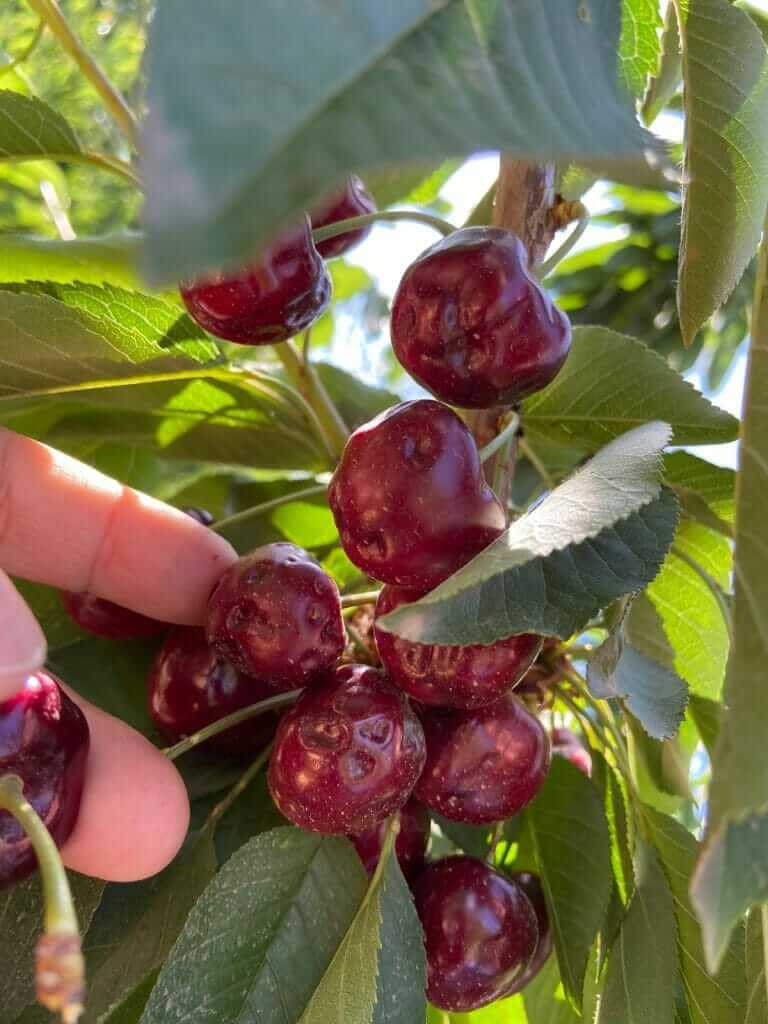 Necrotic ring spots on cherry trees | idMicrobe
