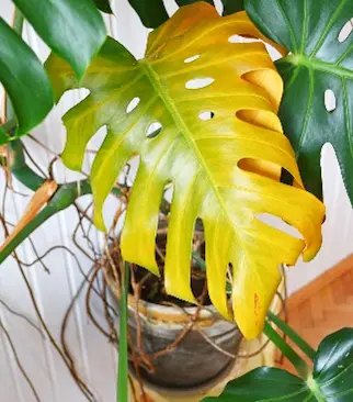 Symptômes d'arrosage excessif chez les plantes présentant des racines endommagées et des feuilles flétries