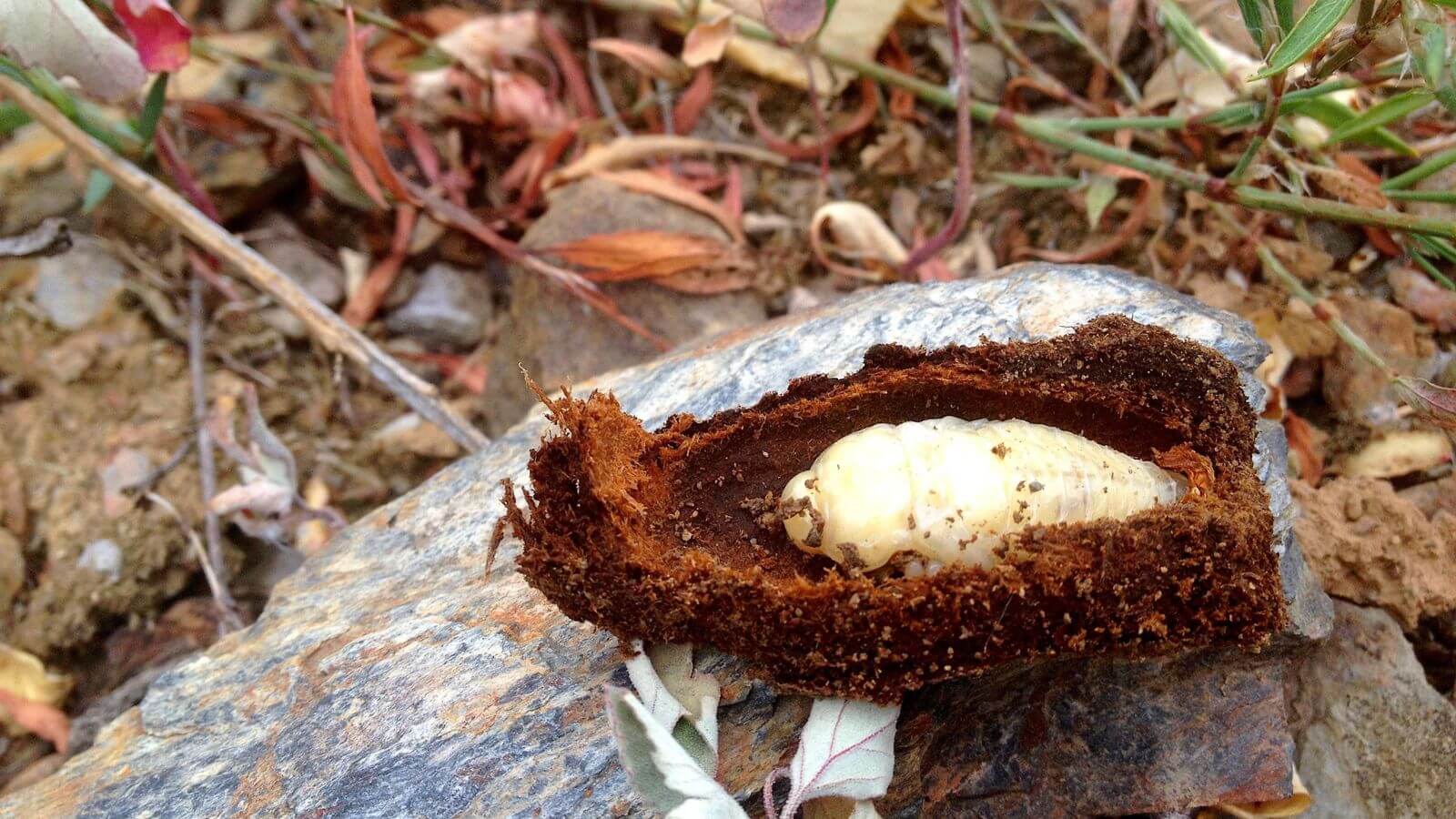 Ver à grosse tête : qu'est-ce que c'est, comment il apparaît et comment l'éliminer efficacement