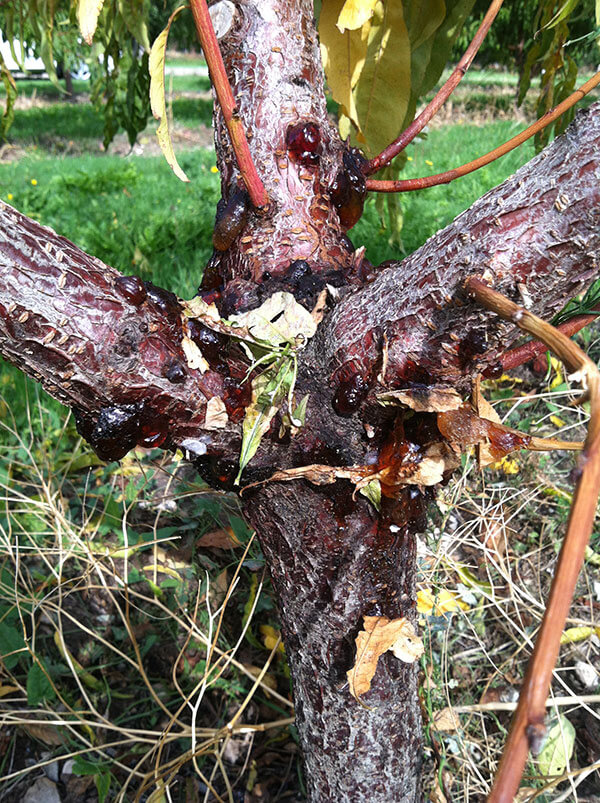 Chancro perenne en albaricoque | idMicrobe