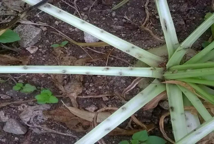 Lixus: Sintomas e Danos na Beterraba Açucareira