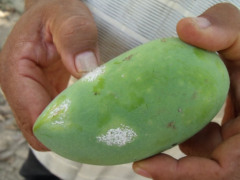 Cochonilha branca ou cochonilha de neve da manga: Sintomas e danos em mangas