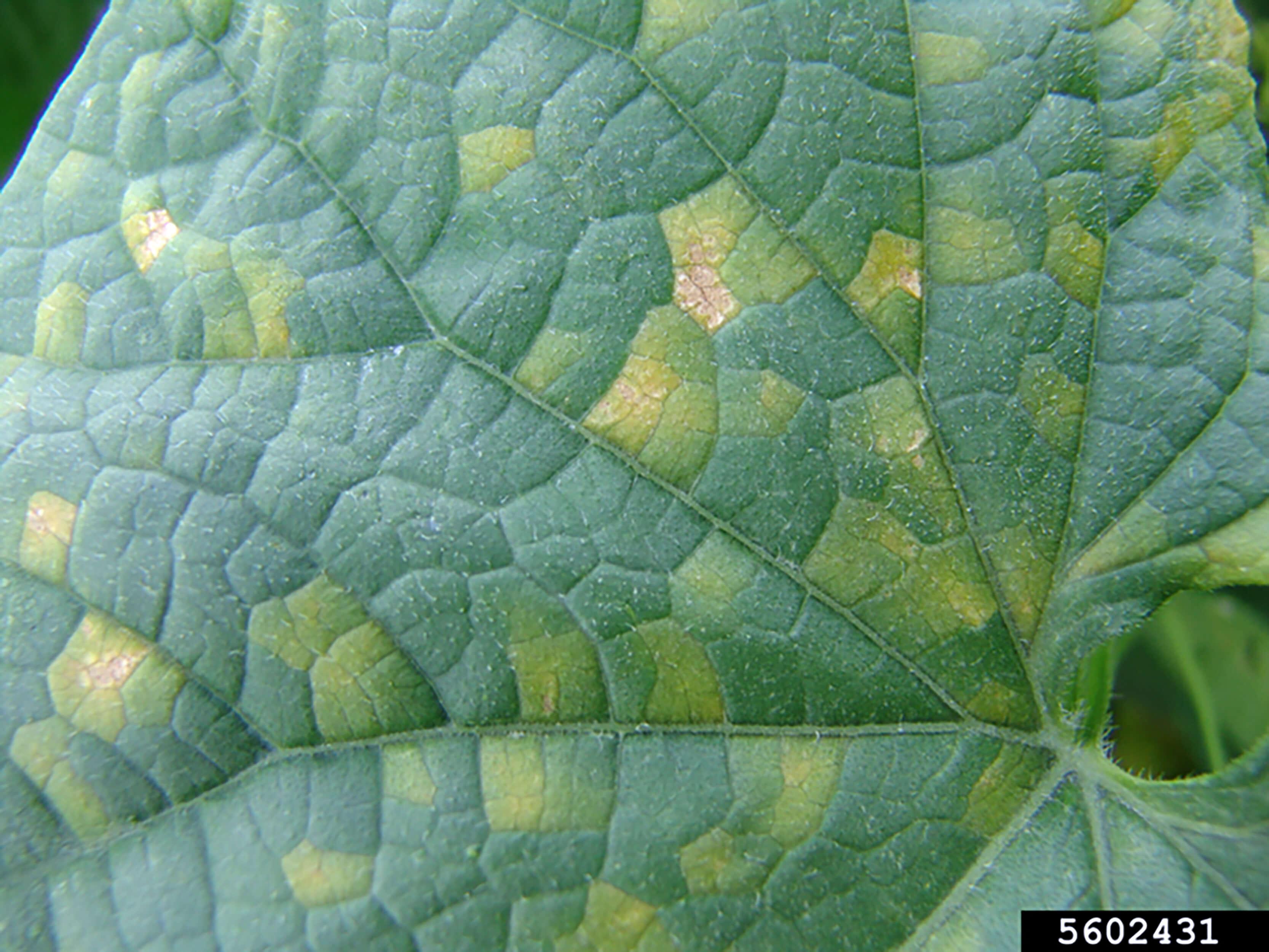 Downy Mildew: Symptoms and Damage in Watermelon