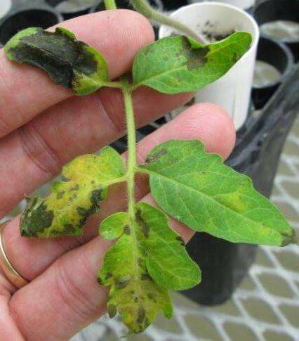 Bacteriose em plantas ornamentais | idMicrobe