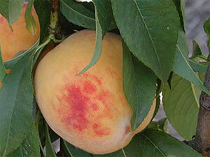 Virus de la Sharka: Síntomas y daños en Albaricoque