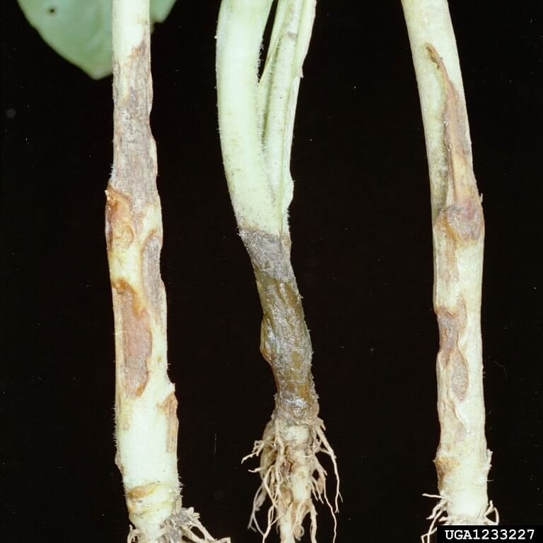 Daños causados por Damping off en Berries