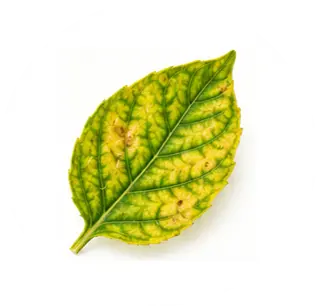 Hojas amarillas