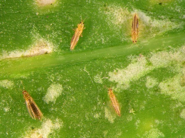 Thrips : symptômes et dégâts sur la laitue