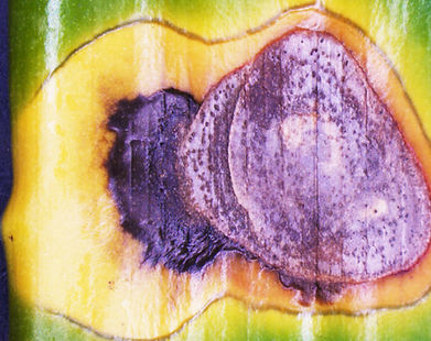 Antracnosis en dracaena o drácena | idMicrobe