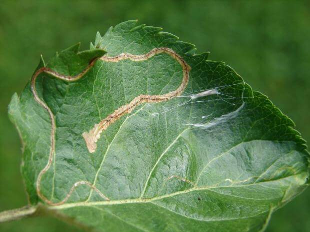 Daños causados por Minador de hoja o minadora sinuosa en Manzano