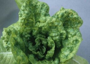 Damage caused by Lettuce Mosaic Virus in Lettuce