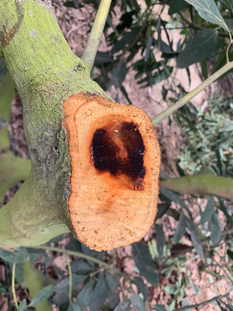 Morte regressiva do abacate: como reconhecê-la e tratá-la com eficácia