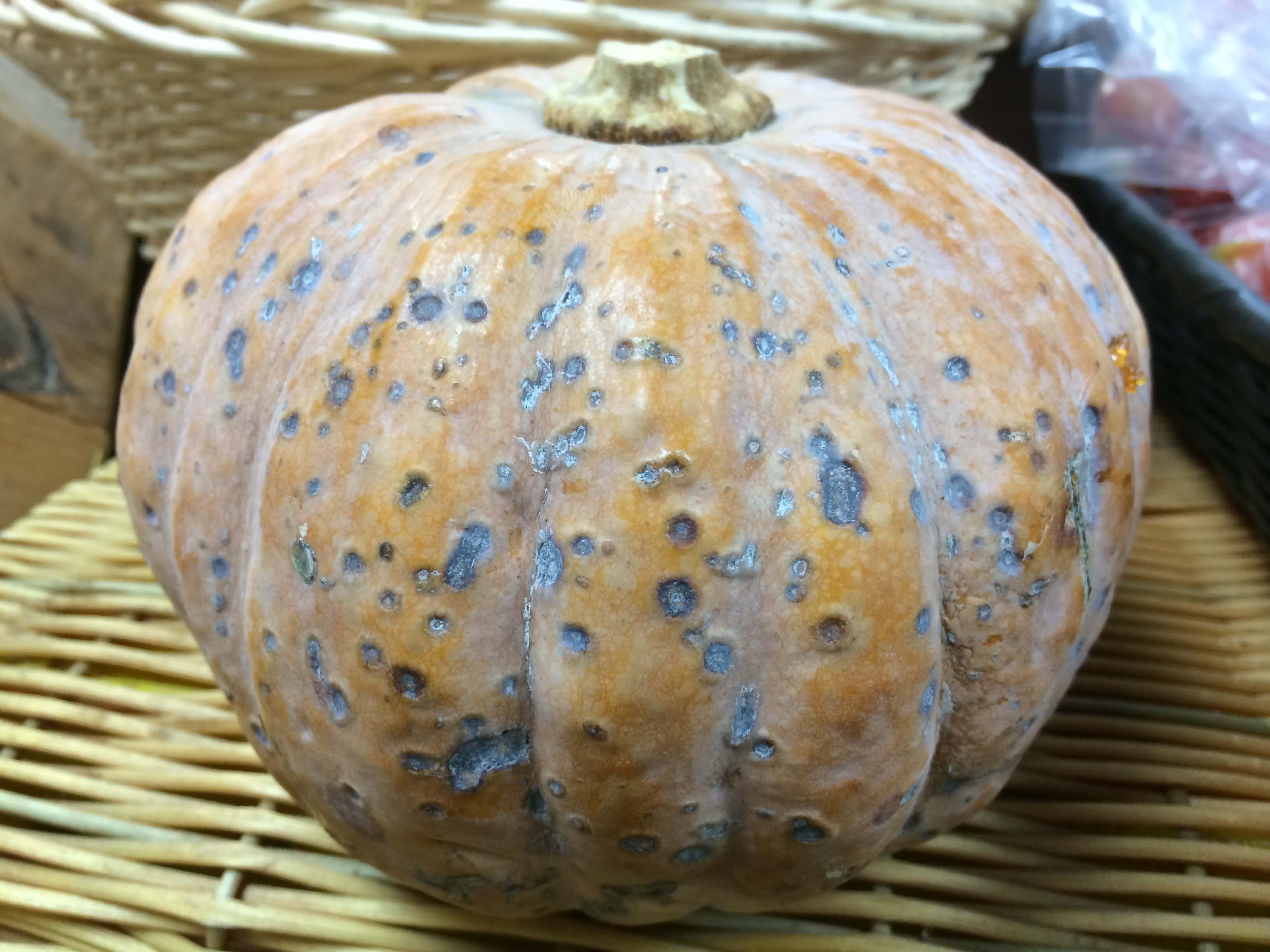 Antracnosis en Calabaza: Cómo se reconoce y se trata eficazmente