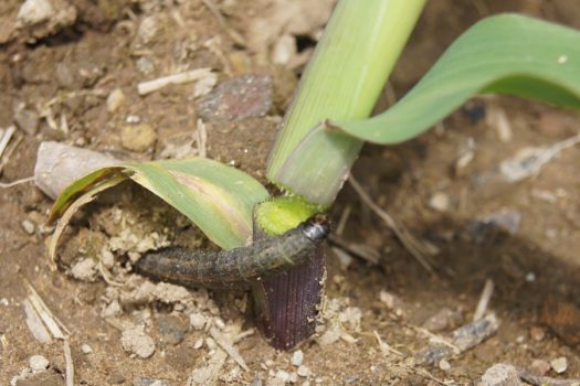 Daños causados por Gusano gris en Lechuga