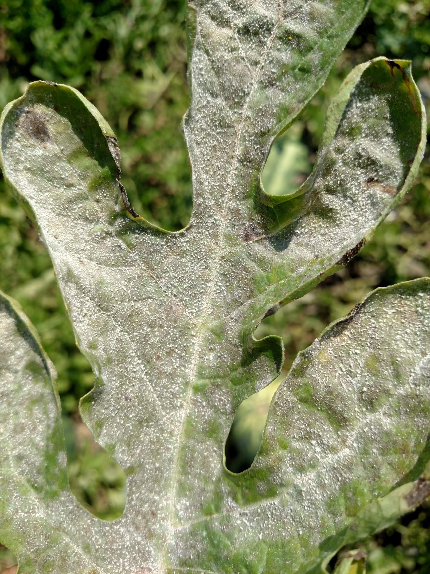 Powdery Mildew on Watermelon: How to Recognize and Treat It Effectively