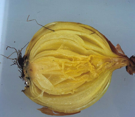 Comment reconnaître et combattre la pourriture bactérienne des oignons