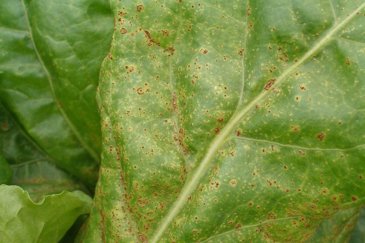 Roya: Síntomas y daños en Remolacha azucarera