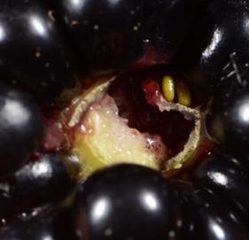 Fruit fly on blackberry | idMicrobe