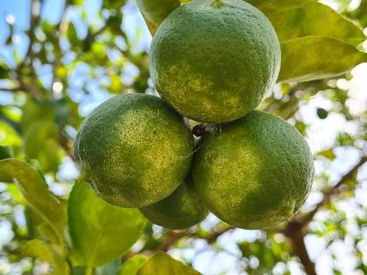 Acaros: Síntomas, daños y soluciones en frutos