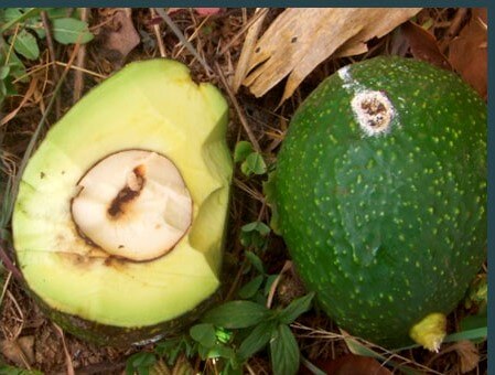 Broca-pequena-dos-ossos: sintomas e danos no abacate