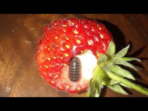 Cochonilha em mirtilo | idMicrobe