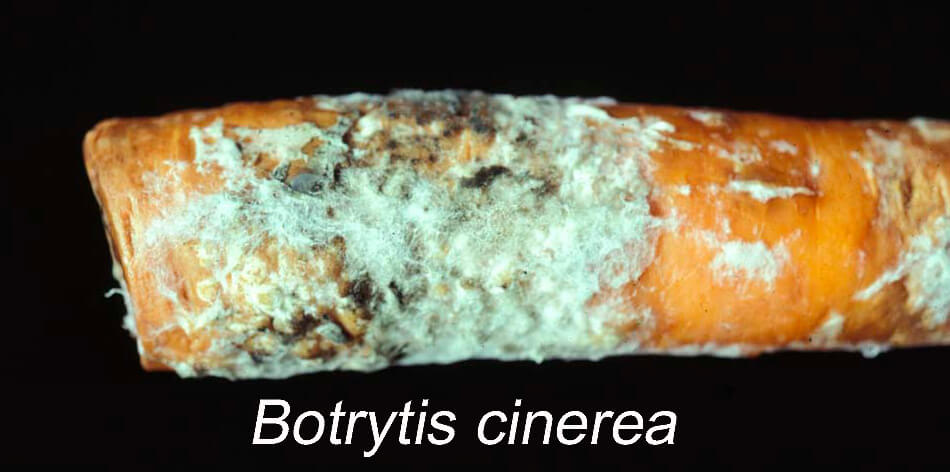 Podredumbre gris en zanahoria | idMicrobe