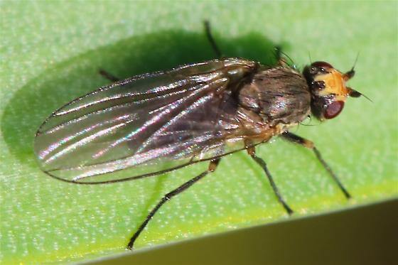 Onion leaf miner | idMicrobe