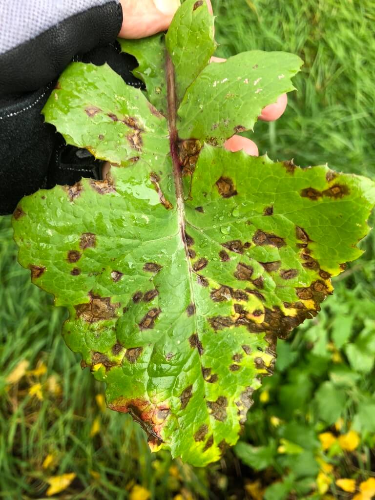 Tizón en Rábano: Cómo se reconoce y se trata eficazmente