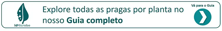 Glossário de doenças, pragas, tratamentos e dicas sobre plantas - idMicrobe
