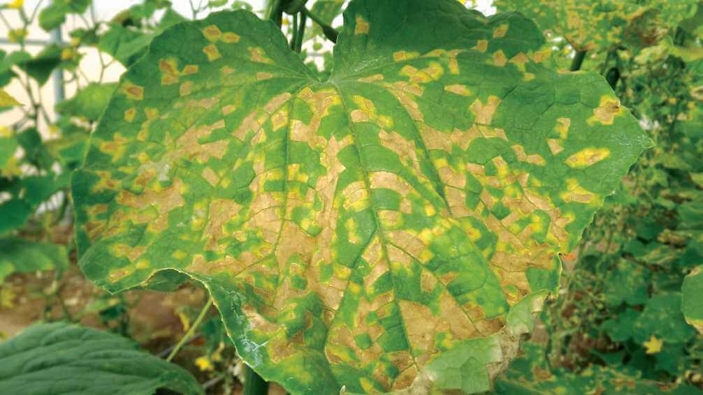 Mildiu: Síntomas y daños en Calabaza