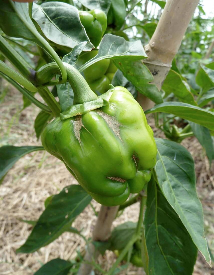 Thrips: Symptoms and Damage in Peppers