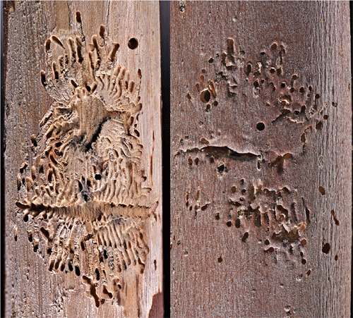 Barrenillo: Síntomas y daños en Higo o higuera