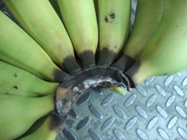 Dégâts causés par la pourriture de la couronne chez les bananiers