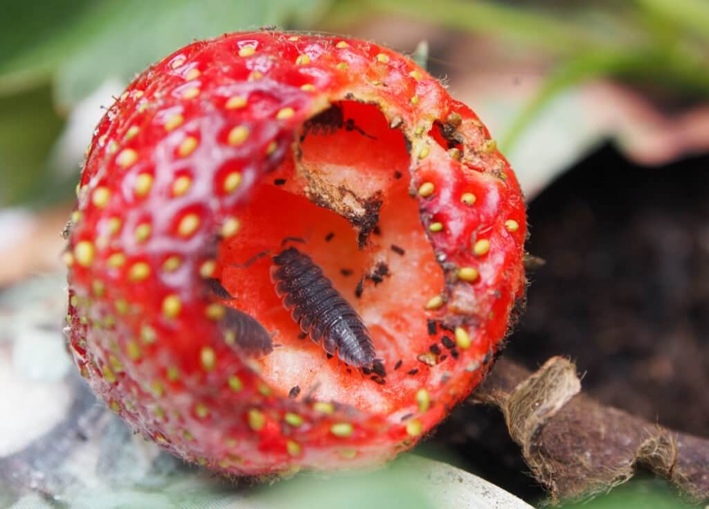 Cochinillas o bichos bola en Berries: Cómo se reconoce y se trata eficazmente