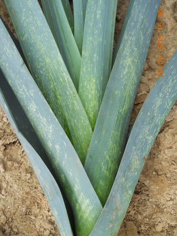 Tripes em cebolas | idMicrobe