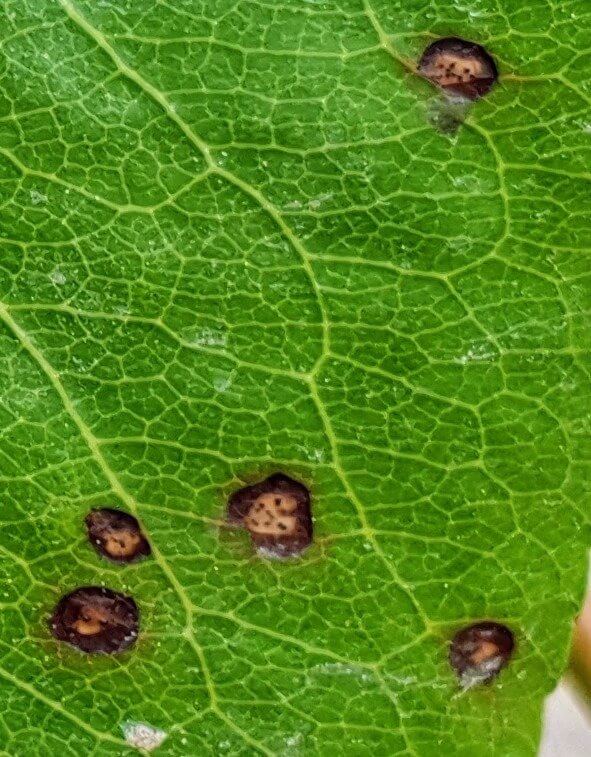 Septoria: Symptoms and Damage in Pear Trees