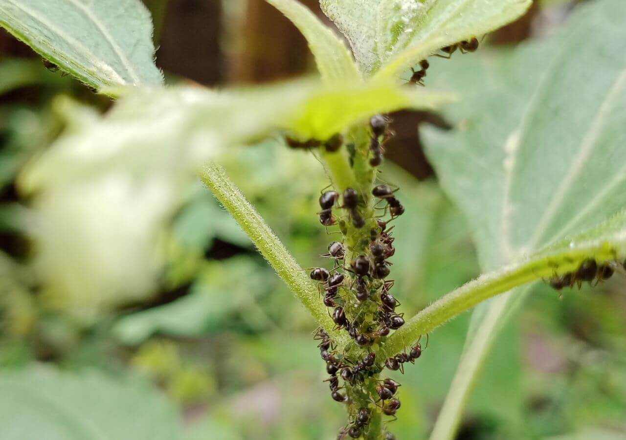 Ants on ornamental plants | idMicrobe