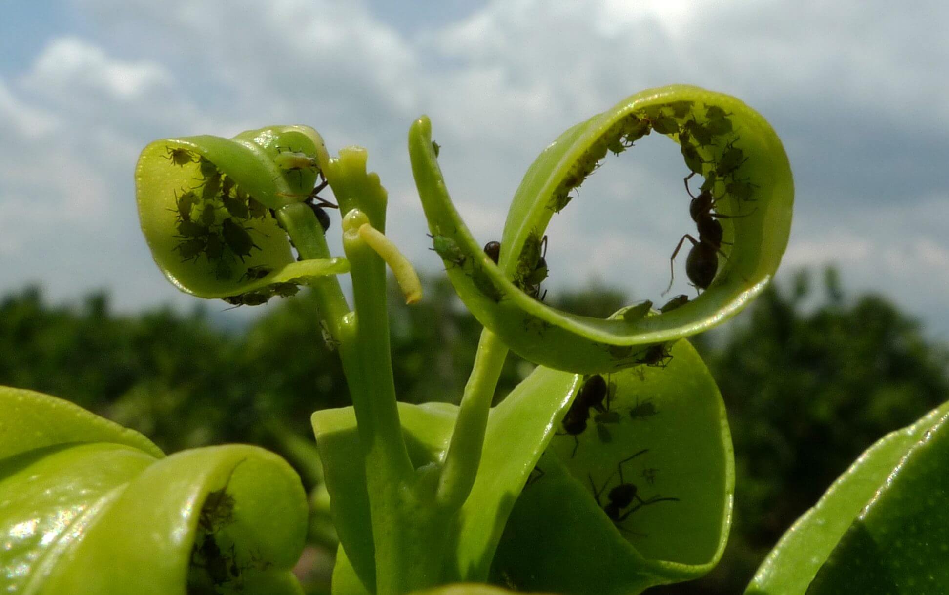 Pulgón en limonero | idMicrobe
