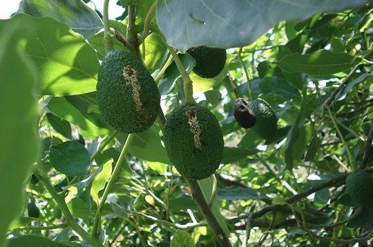 Broca dos galhos: sintomas e danos em abacateiros