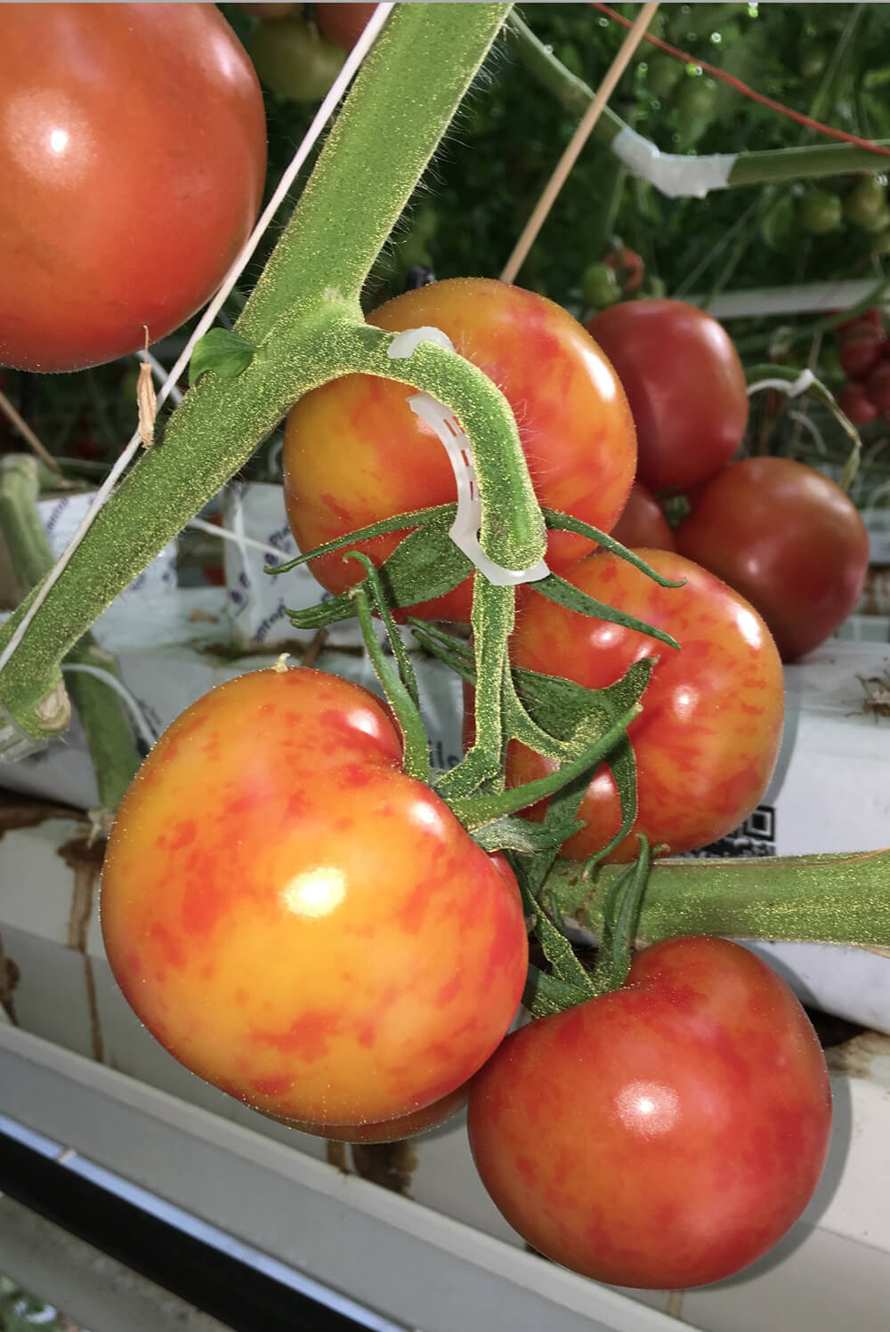 Virus del mosaico del pepino (CMV) en Tomate: Cómo se reconoce y se trata eficazmente