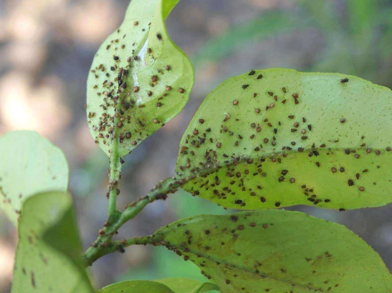 Pulgones: Síntomas y daños en Plantas ornamentales