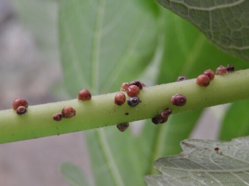 Scale insects (Coccoidea): Symptoms and damage in blackberries