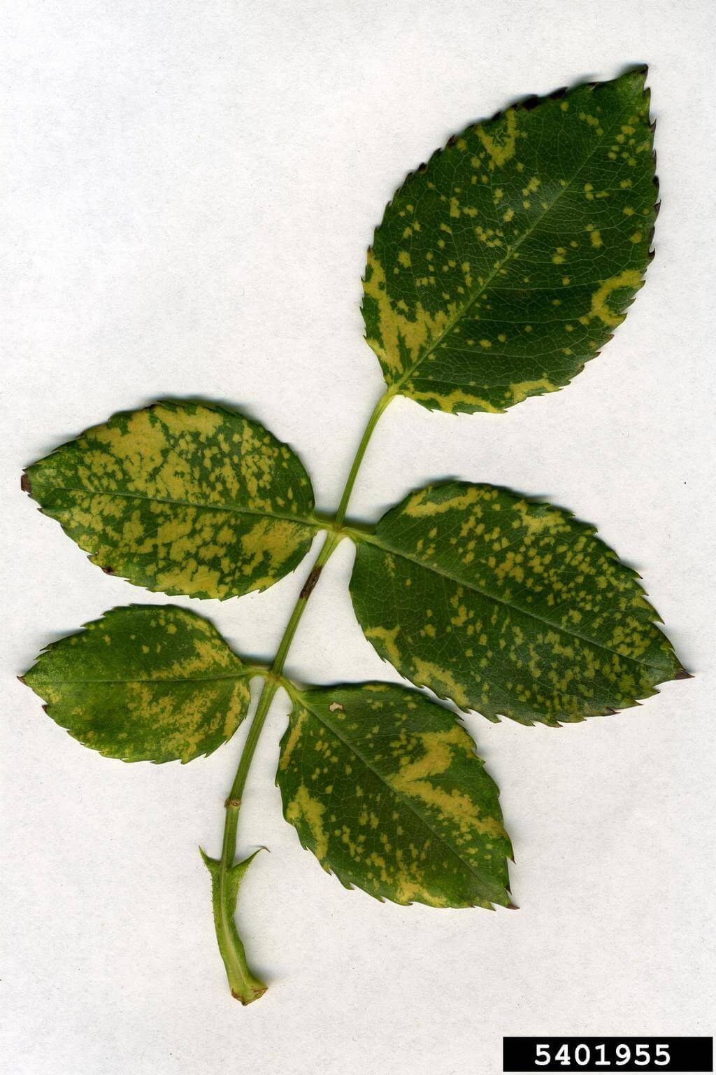 Virus del mosaico: qué es, cómo se origina y cómo eliminar de forma efectiva en frutales de pepita