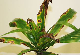 Comment reconnaître et traiter l'anthracnose chez le dracaena